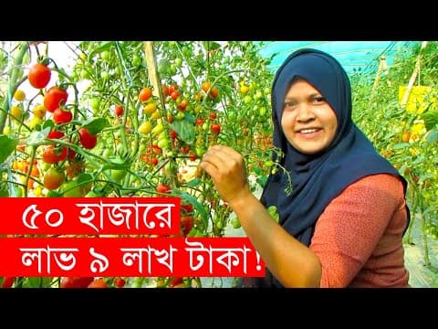 Cherry Tomato Business — Agri VSL